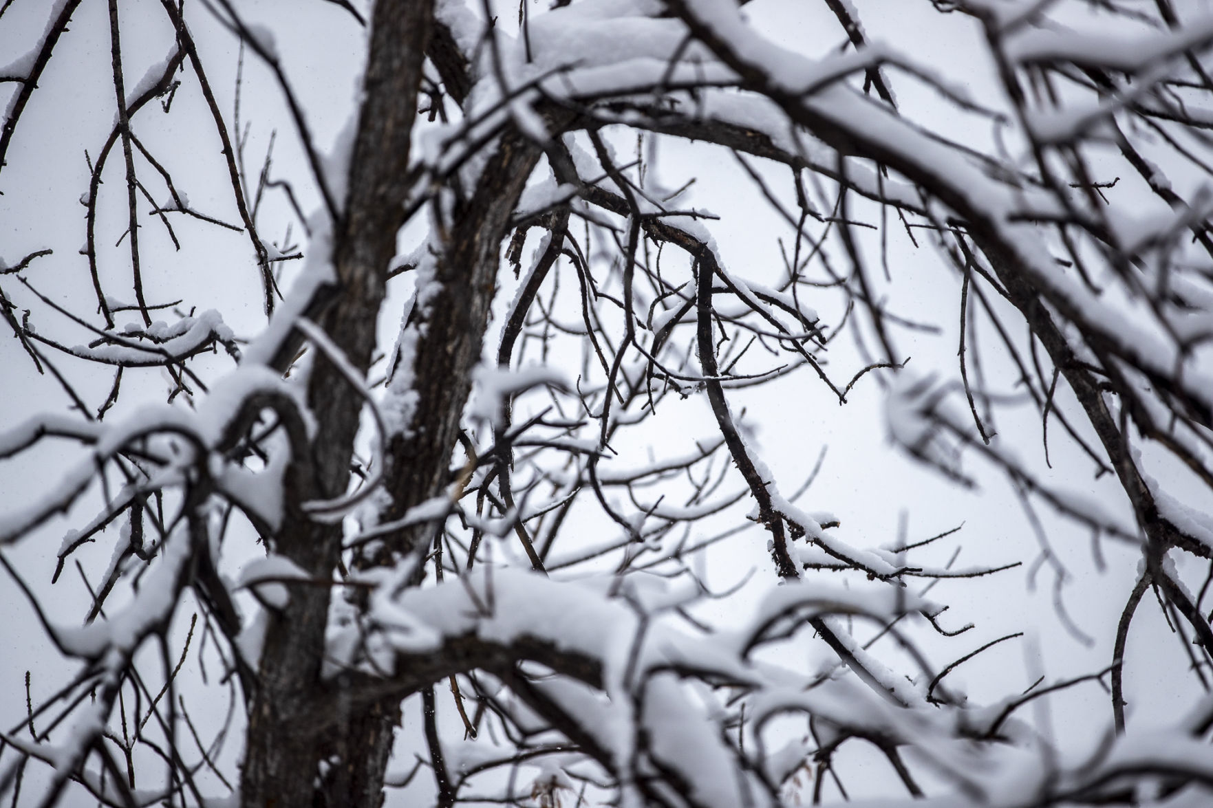 Snow